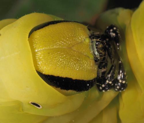 Réf. 238 143 : Acherontia atropos